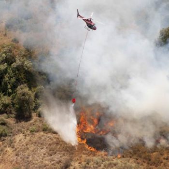 bambi bucket 2