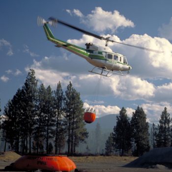 212-bambi-bucket-02c1769